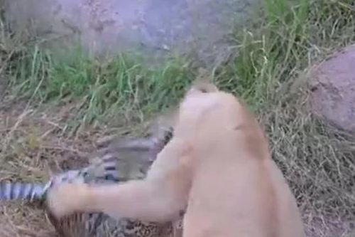 CLIP: Báo hoa mai mẹ liều mình chiến đấu chống lại sư tử để bảo vệ con non và cái kết 'ngẹt thở'