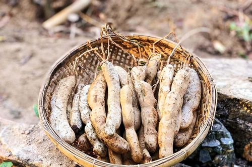 Mùa chua thơm thảo