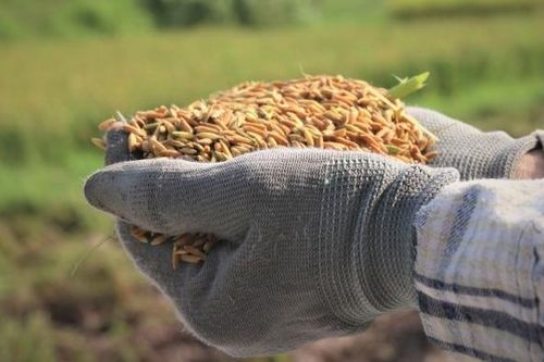 Xuất khẩu nông sản sang EU: Không phải lượng mà là chất