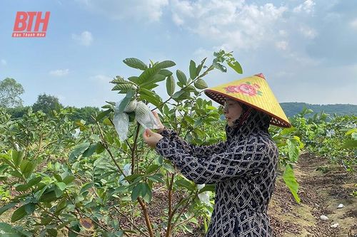 Ứng dụng kỹ thuật cắt ghép cành 'trẻ hóa' cây ăn quả