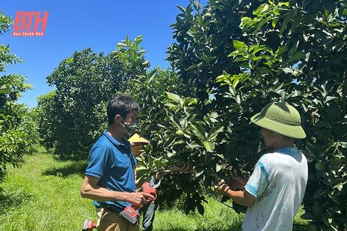 Nâng tầm sản phẩm nông nghiệp chủ lực
