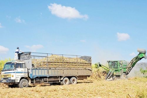 Công ty cổ phần Nông nghiệp AgriS Gia Lai hài hòa lợi ích giữa doanh nghiệp và người trồng mía
