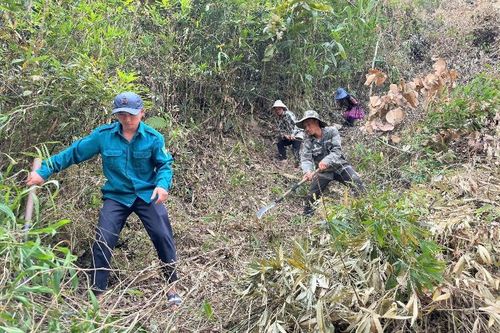 Nậm Nhùn sẵn sàng mùa trồng rừng