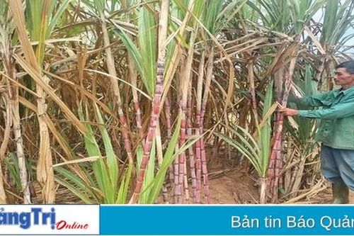 Khơi dậy phong trào làm vườn cho người dân Hướng Hóa