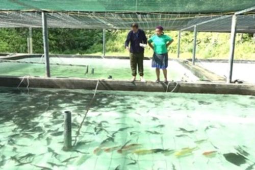 Người đảng viên tiên phong dám nghĩ, dám làm giữa đại ngàn