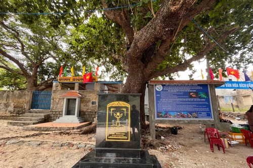 Cận cảnh cây di sản Việt Nam 150 tuổi trên hòn đảo xa nhất ở Nha Trang