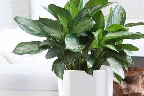 Mẫu cây trong nhà hút tài lộc