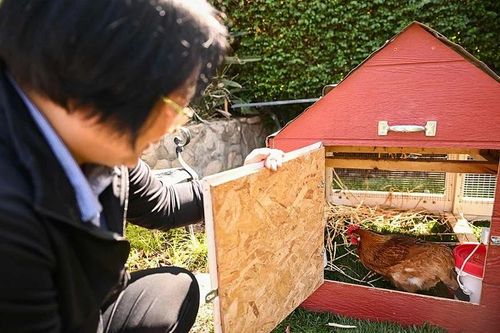 Chùm ảnh: Bùng nổ dịch vụ cho thuê gà vì trứng đắt ở Mỹ