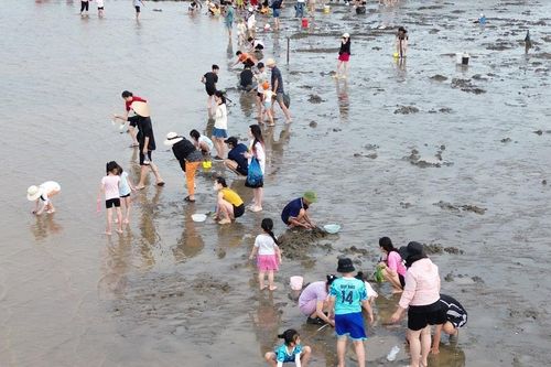 Cát Hải (Hải Phòng): Trải nghiệm cào ngao độc đáo