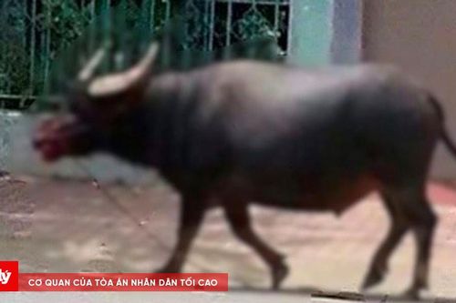 'Trâu điên' xông vào nhà húc 3 người bị thương