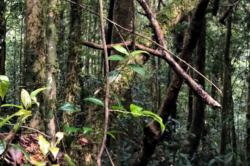 Phát hiện rừng chè khổng lồ, cây cổ thụ trăm tuổi trên đỉnh núi Tây Nguyên