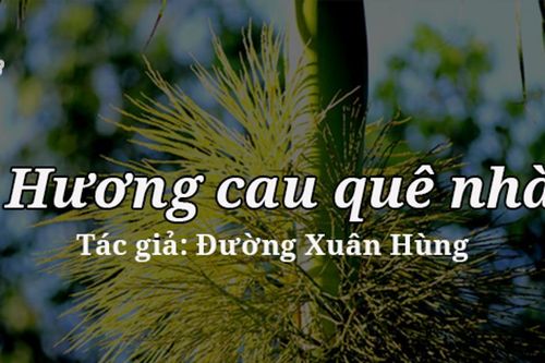 Tản văn hay: Hương cau quê nhà