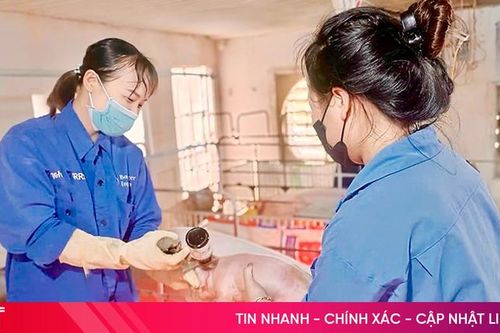 Tăng 'sức đề kháng' cho cây trồng, vật nuôi trong mùa nắng nóng