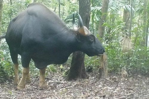 Đồng Nai: Bò tót từ Vườn Quốc gia Cát Tiên húc tử vong nhân viên bảo vệ rừng