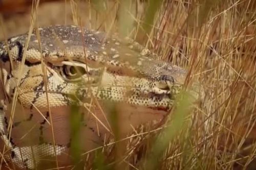CLIP: Lỡ mất con mồi 'khủng' Kangaroo, kỳ đà khổng lồ trút cơn thịnh nộ lên rắn độc