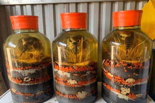 Giải mã bí ẩn về rượu rắn, liệu nó có tốt như lời đồn?