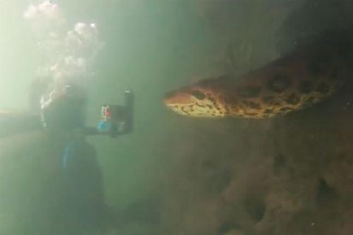 CLIP: Đụng độ nhóm thợ lặn dưới sông, trăn Anaconda dài 7 mét làm ra hành động bất ngờ