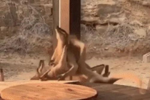CLIP: Hai con kangaroo 'quyết chiến' như những tay đấm say xỉn, làm náo loạn cả khu dân cư