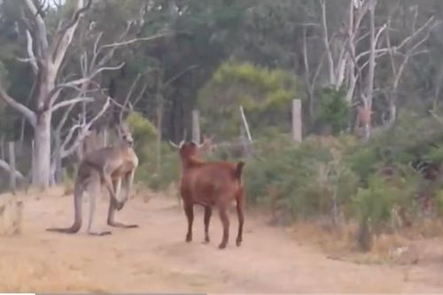 CLIP: Kangaroo chạm trán dê hiếu chiến trên đường mòn, cuộc đối đầu không khoan nhượng