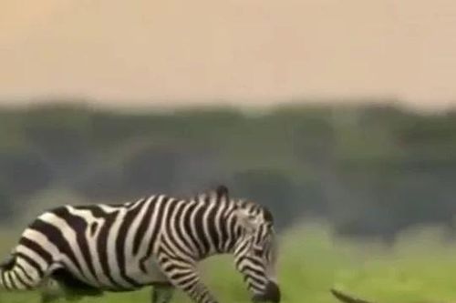 CLIP: Vừa 'thai nghén' kế hoạch săn ngựa vằn, báo săn đã bị con mồi đuổi cho 'chạy té khói'