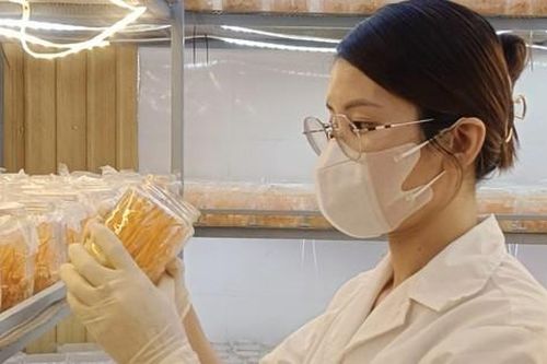 Thành công nhờ đa dạng hóa sản phẩm nước uống đông trùng hạ thảo