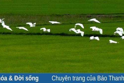 Cánh cò nhuộm trắng tuổi thơ