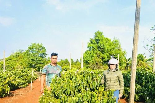 Kiểm soát vật tư đầu vào phục vụ tái canh cà phê