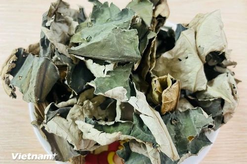 Vì sao uống trà lá sen khô có thể giúp giảm mỡ máu?