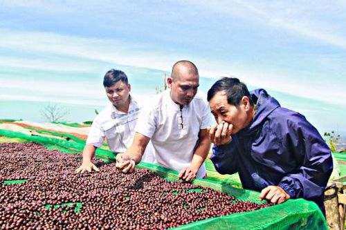 Nâng cao năng lực xuất khẩu cà phê