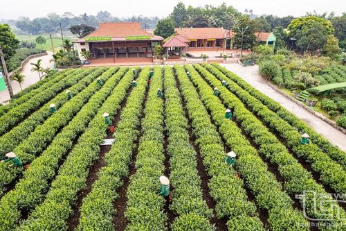 Đưa vùng chè Tân Cương 'cất cánh' cùng du lịch và văn hóa