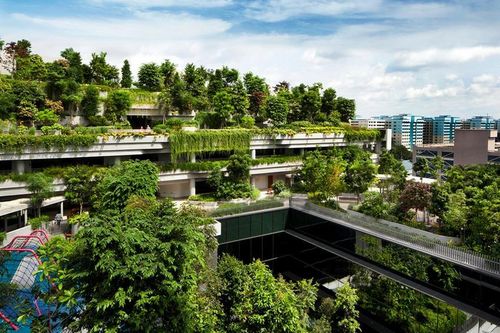 Trồng thêm nhiều cây xanh ở các thành phố có thể cứu sống hàng triệu người