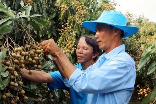 Cù Lao Dung 'thay da đổi thịt' từng ngày nhờ liên kết sản xuất