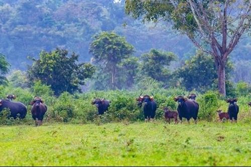 Bò tót ở Vườn Quốc gia Cát Tiên húc nhân viên bảo vệ rừng tử vong