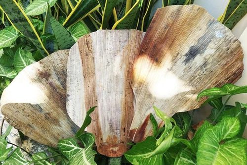 Hè về nhớ quạt mo cau