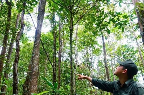 Bảo tồn hệ sinh thái rừng ở Phú Quốc