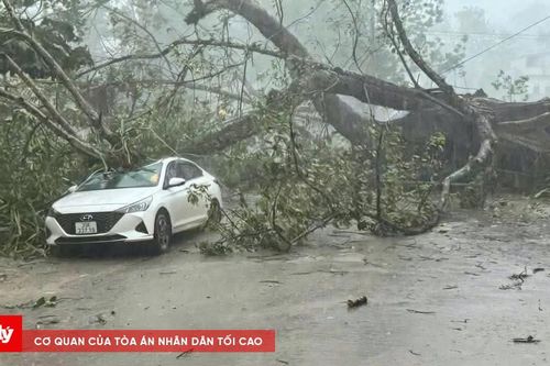 Cây đa trăm tuổi bật gốc đè trúng ô tô