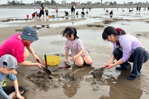 Hàng trăm người miệt mài đào ngao trên bãi cát ở Hải Phòng