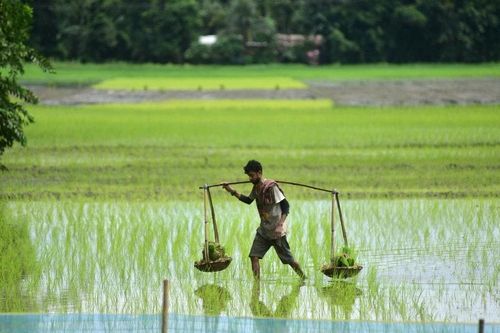 Dự trữ gạo 'vững chắc,' Indonesia lạc quan về mục tiêu tự cung cấp lương thực
