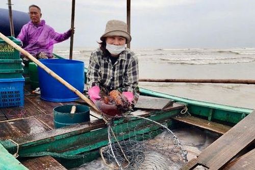 Ngư dân Hà Tĩnh vui sướng trúng đậm mùa sứa biển