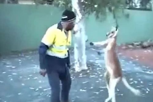 CLIP: Kangaroo 'gây sự' với nam công nhân và cái kết không ngờ