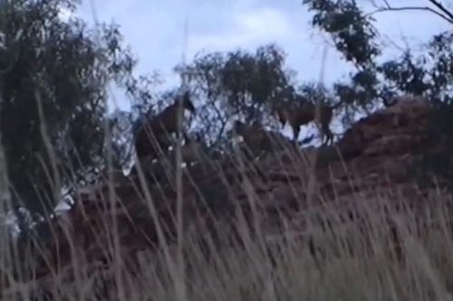 CLIP: 3 chú chó hoang Dingo dồn Kangaroo vào đường cùng và cái kết bất ngờ!