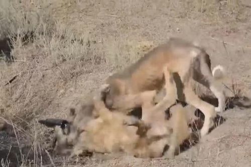CLIP: Chó săn Tazy 'kẻ gầy gò' khiến sói đồng cỏ và lửng cũng phải khiếp sợ