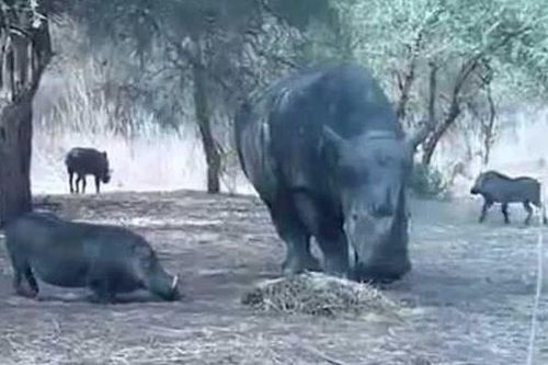 CLIP: Tê giác bỗng nhiên 'nổi điên', húc bay lợn bướu lên trời
