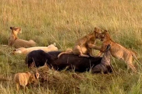 CLIP: Sư tử con thoải mái chơi đùa trên xác trâu rừng