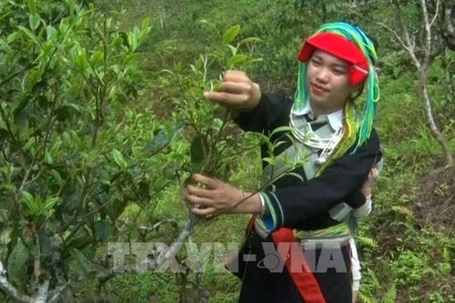 Chuyện cô gái Dao 'thổi hồn' vào chè Shan Tuyết