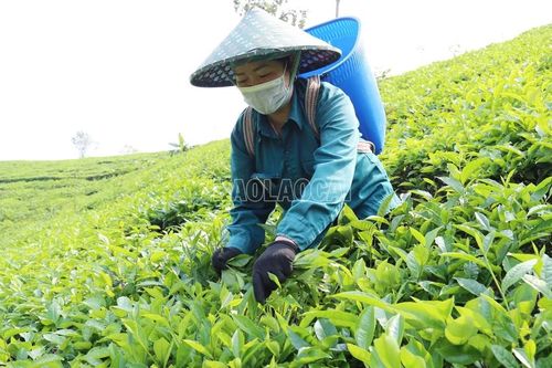Nông dân Mường Khương thu gần 68 tỷ đồng từ chè xuân