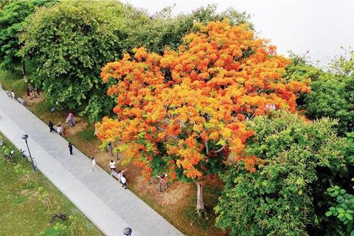 Tôn vinh vẻ đẹp dòng Hương