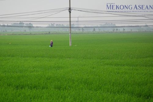 Những địa phương ĐBSCL có nhiều doanh nghiệp xuất khẩu gạo nhất
