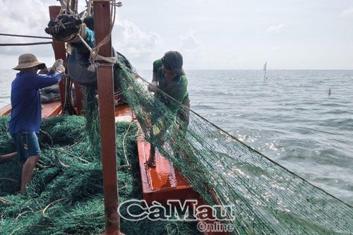 Bắt cá bè trên biển Tây