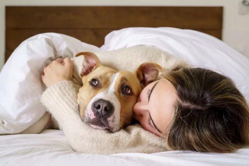 Vì sao không nên cho thú cưng vào phòng ngủ trong mùa hè?